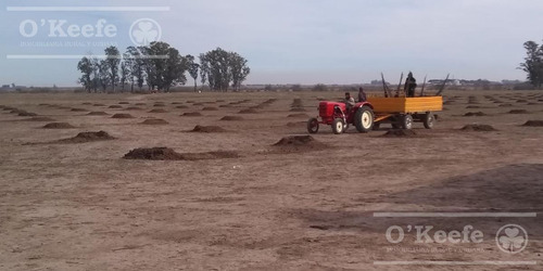 Imagen 2 de 26 de Chacra En Venta En San Nicolas De Los Arroyos - Plantación De Nuez Pecan En Producción