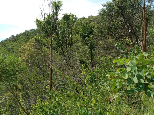 Imagem 8 de 14 de Excelente Terra Na Chapada Dos Veadeiros! Em Cavalcante Go