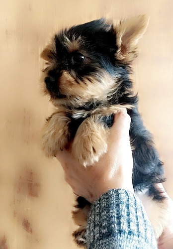 Cachorrito Yorky Mini Hermoso 550 Yorkshire Terrier Puro