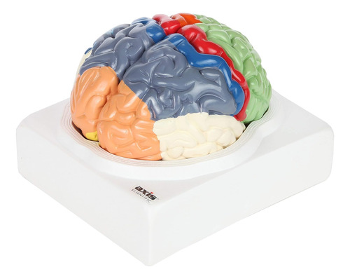 Axis Scientific Cerebro Humano Con Regiones Rotuladas