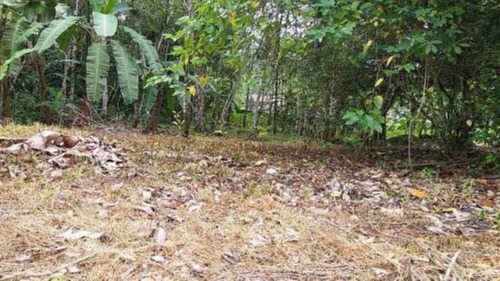Imagem 18 de 20 de Chácara Com Plantação De Milho, Feijão, Mandioca, Possui Rio Nos Fundos E Com 37000 M² De Área Total, No Bairro Armando Cunha, Em Peruíbe, Analisa Veículo Como Parte Do Pagamento Ref: 8683/ac