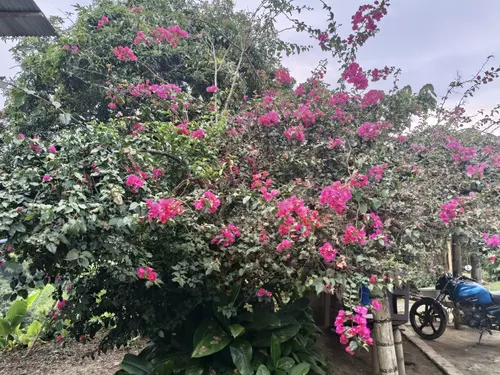 Se Vende Finca Quebradanegra Calarcá Quindío