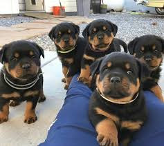 Rottweiler Cachorros Para Entregar Bellos...