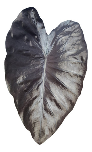 Colocasia 'black Coral'