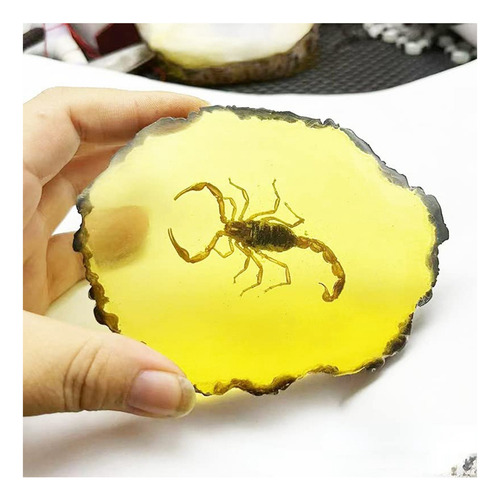 A Fósiles, Muestras De Insectos, Insectos Artificiales,