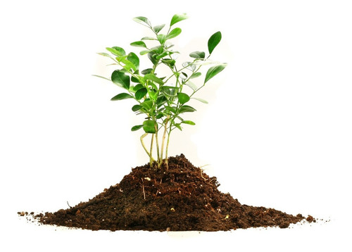 Imagen 10 de 10 de Hortal Liquido Hormiguicida 250 Ml Hormigas Cogoshop Grow