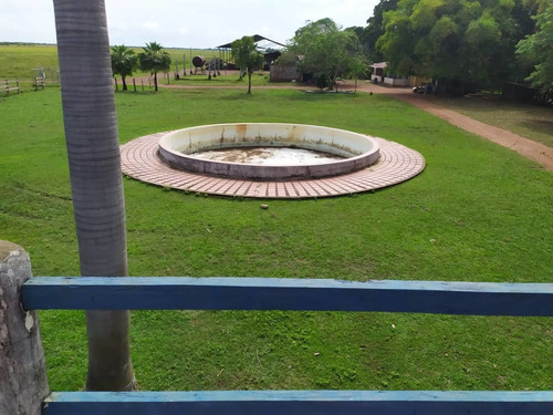 Imagen 17 de 20 de Hato En Edo. Guárico De Ganado Cebú En Venta