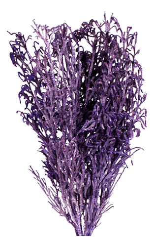 Pé De Sapo Lilás Desidratado P/ Decoração