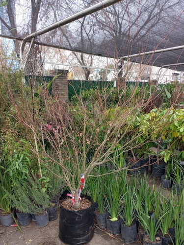 Imagen 5 de 6 de Arbol Acer Palmatum Ejemplar Unico 50lts