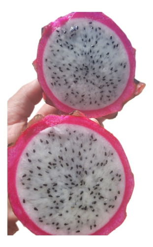 Muda De Pitaya Brs Luz Do Cerrado 10unautofétil Polpa Branca