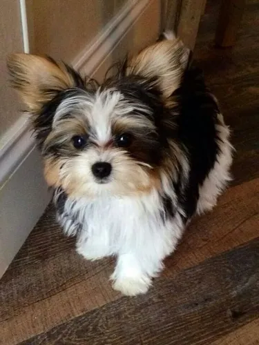 Cachorros Yorkie Biewer Perros Cúcuta Ibagué Santa Marta Pet