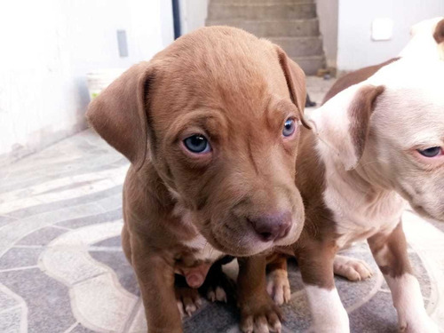 Imagen 5 de 5 de Vendo Cachorros Pitbull