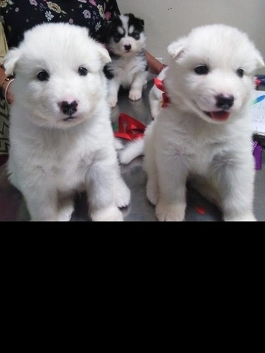 Imagen 5 de 8 de Cachorros Husky - Alaska Malamute