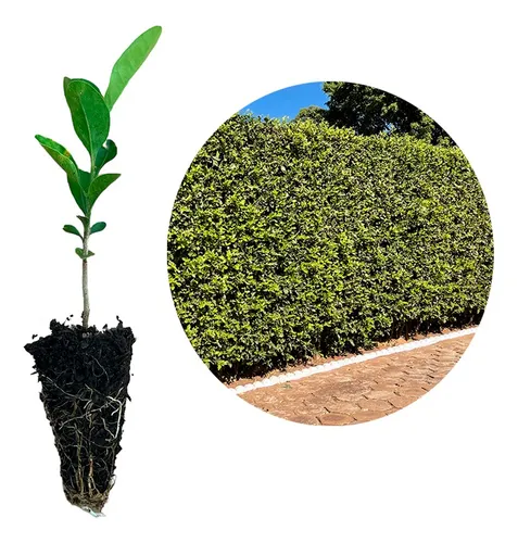 comprar Kit 150 Mudas De Limãozinho Bravo - Linda Cerca Viva