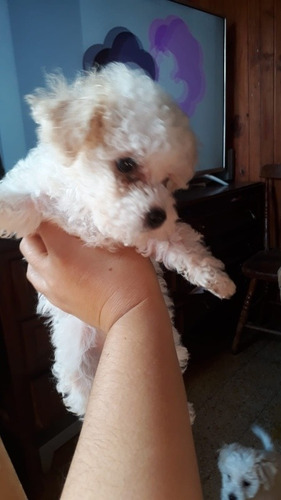 Imagen 3 de 4 de Caniche Mini El Último Machito Divino