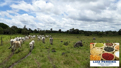 Imagem 7 de 15 de Fazenda À Venda No Vale Do Araguaia - T0 - 36 Alqueirões (dupla Aptidão) - 1675