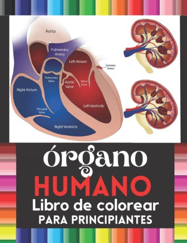 Organo Humano Libro De Colorare Para Principiantes : Increib