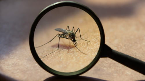 Micropreno Insecticida Profesional Mosquitos Pulgas Moscas