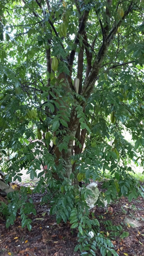 Vendo Chácara Na Estrada Da Agua Limpa 914