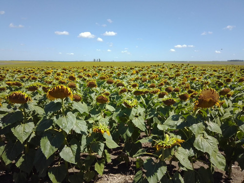 Imagen 2 de 6 de Campo En Venta De 2000000m2 Ubicado En Lobería