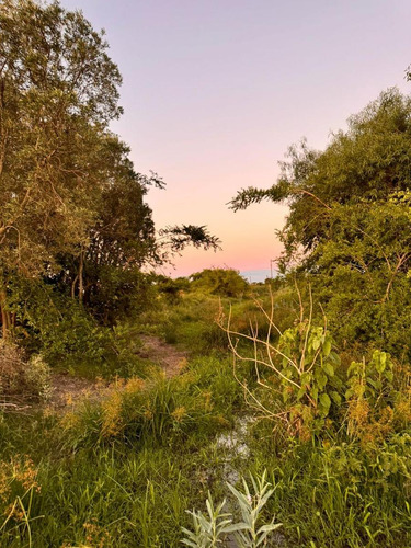 Campo En Saladas, Corrientes 409 Ha. Mixto. Sobre Ruta 118 - Venta