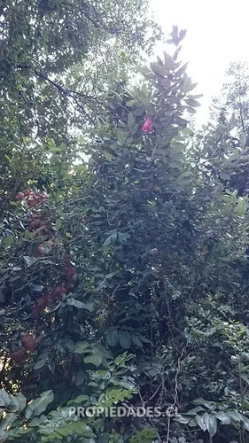 Parcela En Venta En Coihueco