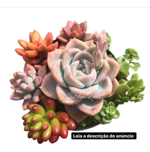 Kit Suculentas E Cactos Com 35 Mudas Diferentes + Brinde