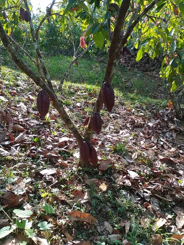 Vendo Finca En Yolombo Antioquia