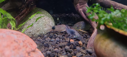 Pez Corydora Sterbai Importada
