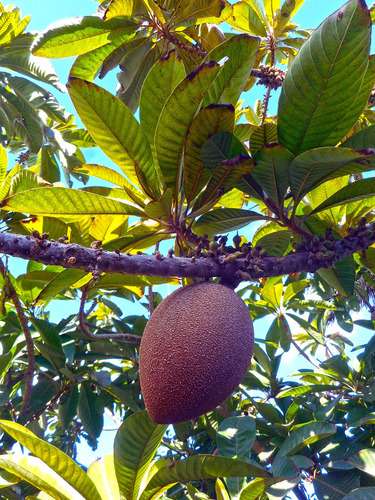 Árbol De Mamey ( Pouteria Sapota ) Más Semillas 