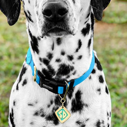 Coleira Para Cachorro Freefaro Scooby Doo C/ Guia Licenciado Cor Azul-celeste Scooby-doo
