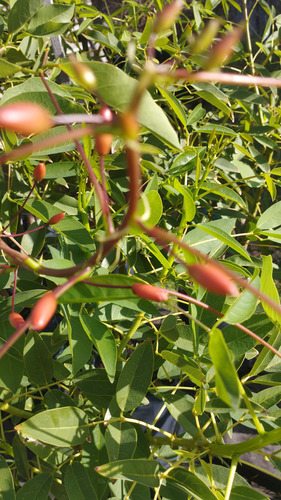 Árbol Ceibo Rojo!!