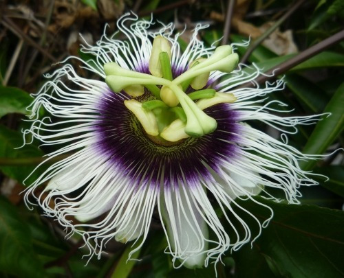 Maracuya Amarillo Enredadera Pasionaria Passiflora Edulis
