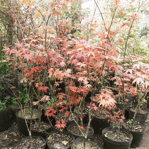 Arces Japoneses, Árboles Japoneses, Acer Coleccion 10lts