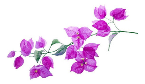 Muda Rara Bougainville Primavera Variegata - Cor Real Lilás