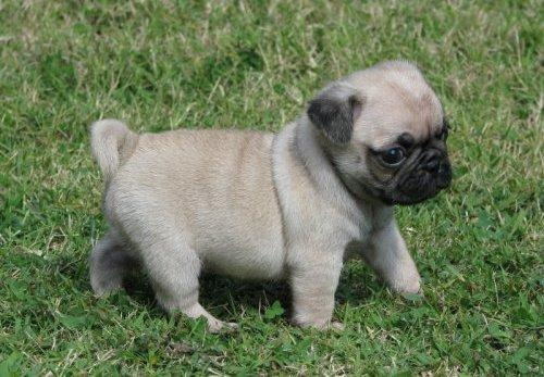 Pug Carlinos Mahos Y Hembras 