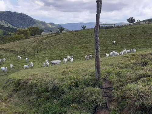 Imagem 2 de 15 de Fazenda Para Venda Em União Dos Palmares, Zona Rural - In - 0010_1-2015625