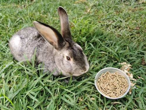 10kg De Pellets Timothy Grass Para Cuyo Y Conejo