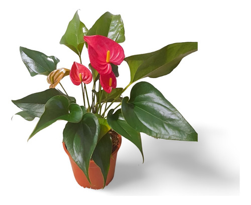 Planta Anthurium Andreanum Nombre Común