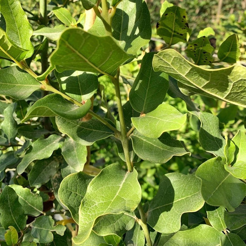 Belloto Del Norte Beilschmiedia Miersii Nativo Ornamental