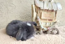 Comprar Conejos Enanos Holland Lop Y Cabeza De León