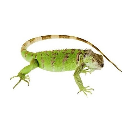 Iguana Verde - Legalizadas Pelo Ibama