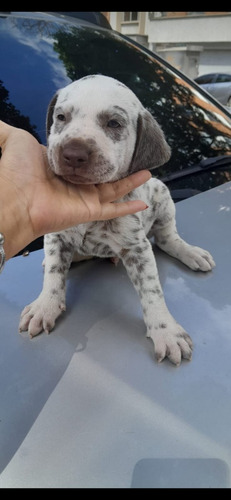 Perros Cachorros Dálmata Animal Pets Colombia