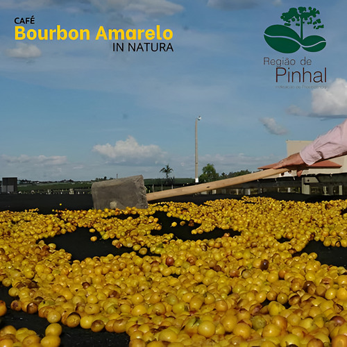 Café Verde Cru Especial Bourbon Amarelo Para Cafeteria 1kg