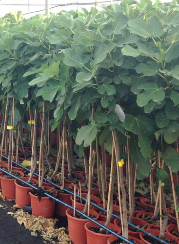 Higueras Árbol De Higos Blancoscons/ Envíos