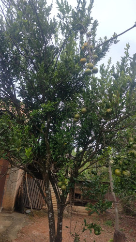 Chácara Com Casa, Piscina E Pomar Produzindo.