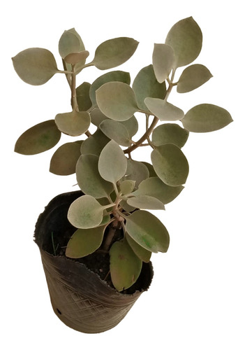 Kalanchoe Hildebrandtii