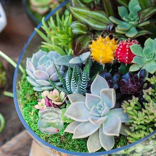 Minicasa De Muñecas Con Figuras De Peces Y Pecera En Miniatu