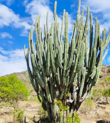 Stenocereus Pruinosus, Pitayo, 15 Semillas, Nv