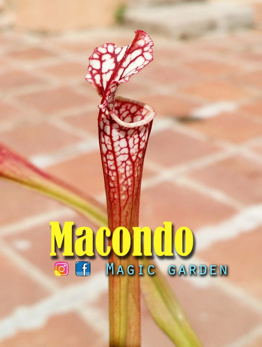 Sustrato Para Carnívoras 3dm - Macondo Magic Garden